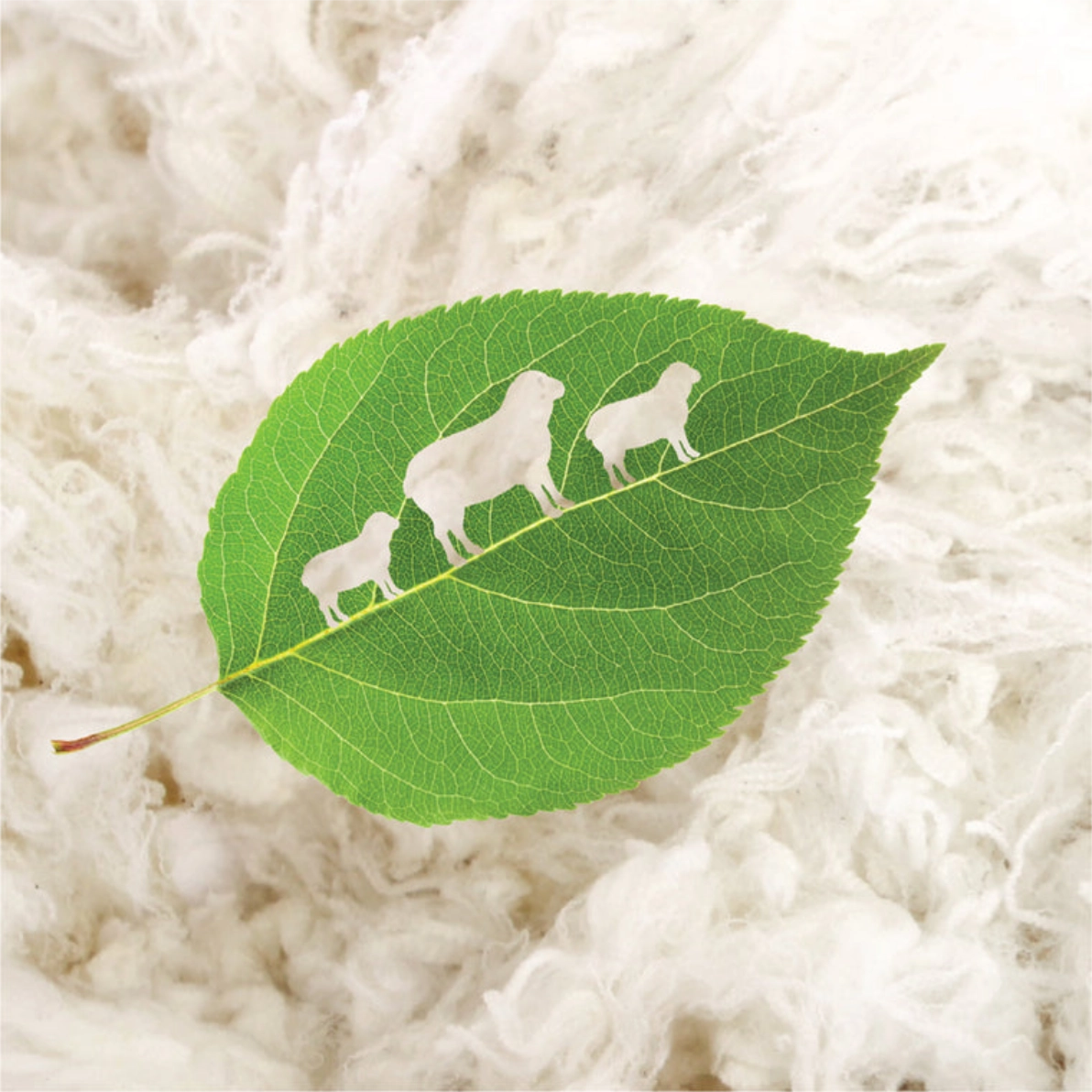 Green leaf with sheep silhouettes over soft white wool.