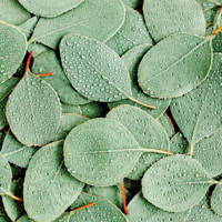 Flat lay of green eucalyptus leaves covered in water droplets.